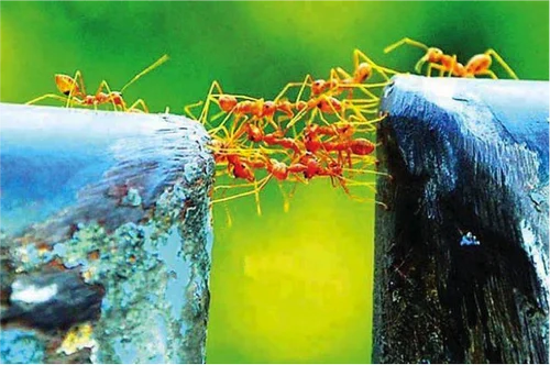 team-work-ants